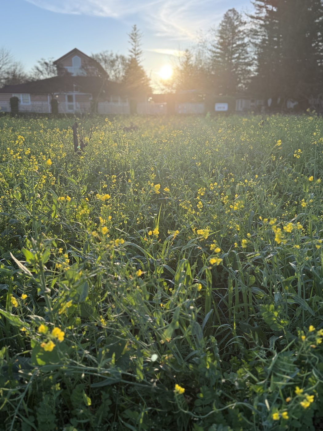 mustard fields